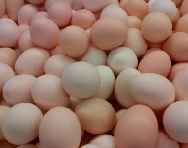 Tips Memilih Telur Ayam